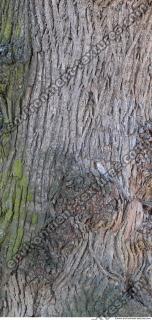 Tree Bark 0005